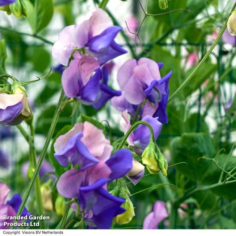 Sweet Pea Erewhon - Seeds