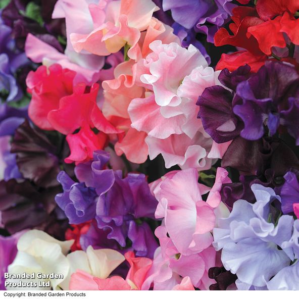 Sweet Pea 'T&M Prize Strain Mix' - Start-A-Garden™ Seeds