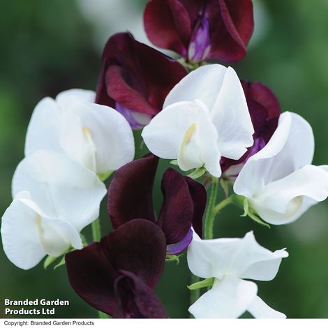 Sweet Pea Night and Day - Seeds
