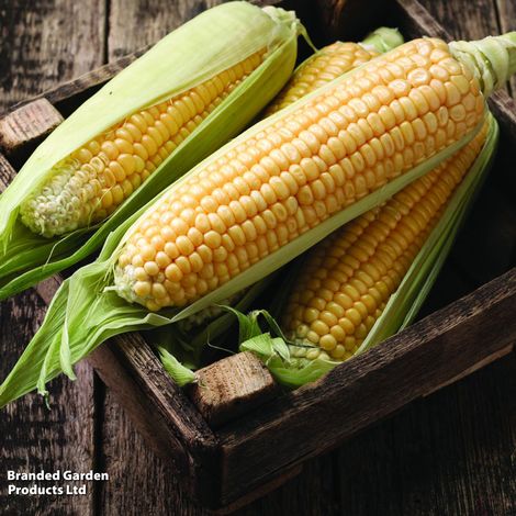 Sweetcorn 'Ovation' (Supersweet) F1 - AGM Collection Seeds