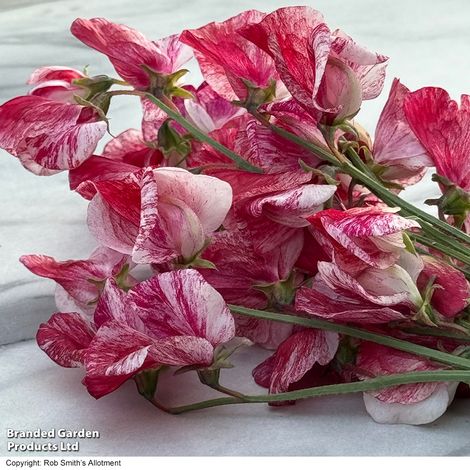 Sweet Pea Queen of the Isles - Seeds