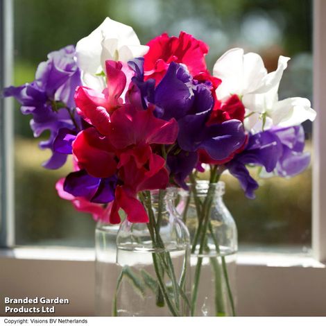Sweet Pea Union Blooms - Seeds
