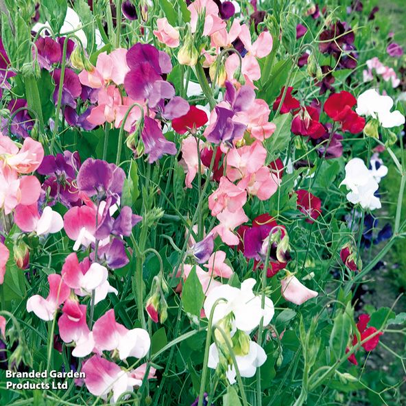 Sweet Pea Scent Infusion