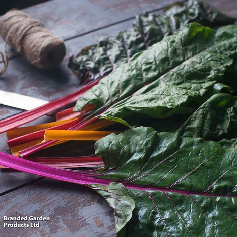 Swiss Chard 'Bright Lights' - Veg Saver Seeds