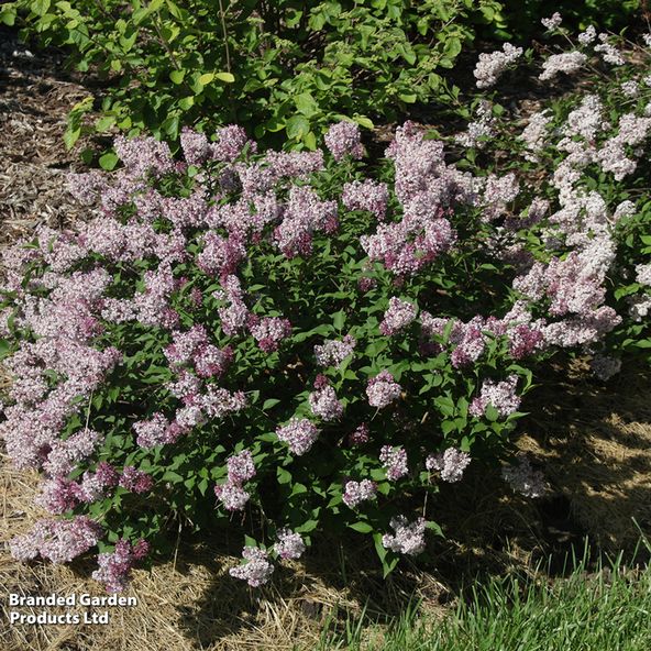 Syringa x 'Baby Kim Proven Winners®'