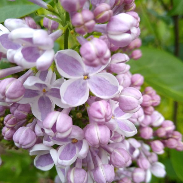 Lilac 'Lila Wonder'