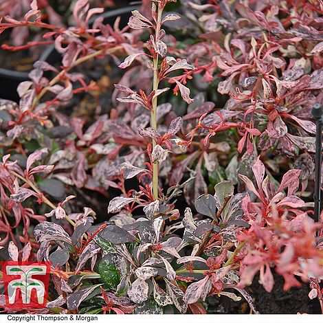 Berberis thunbergii 'Inspiration'