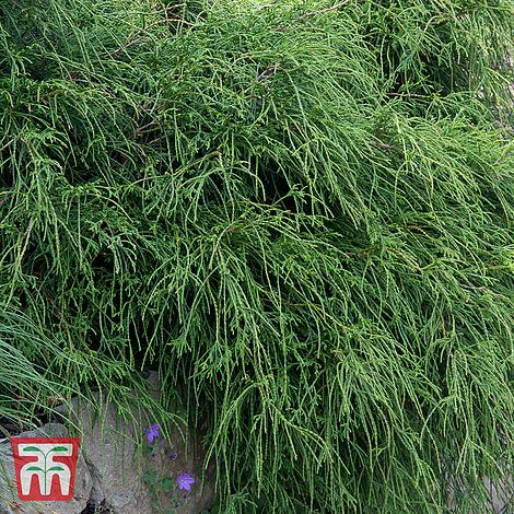 Chamaecyparis pisifera Filifera Nana