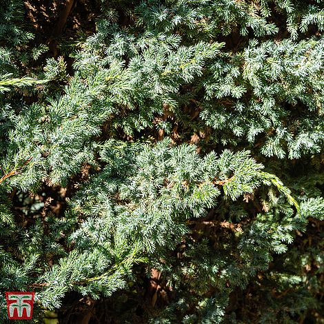 Juniperus squamata 'Meyeri'