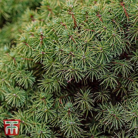 Picea abies 'Tompa'