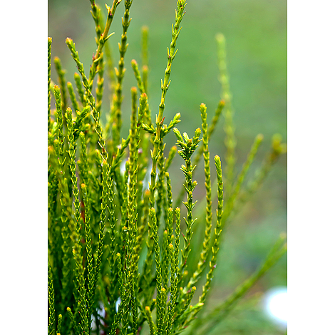 Thuja orientalis 'Franky Boy'