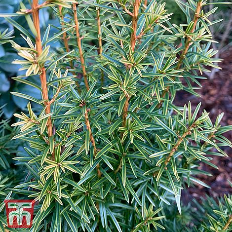 Taxus baccata Ivory Tower
