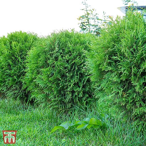 Thuja occidentalis Mr Bowling Ball