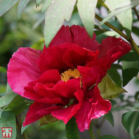 Peony Scarlet Heaven