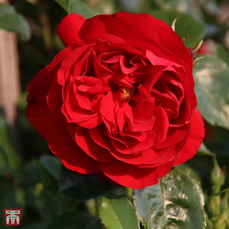 Rose 'Klettermaxe Florentina'