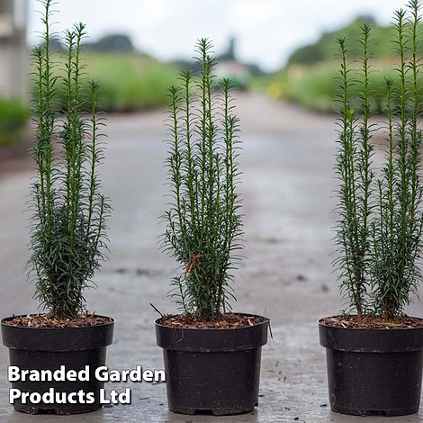 Taxus baccata 'Litfass'