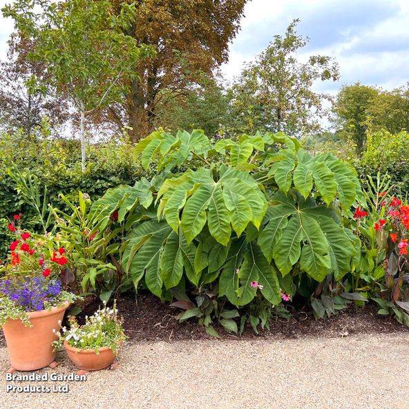 Tetrapanax papyrifer 'Rex'