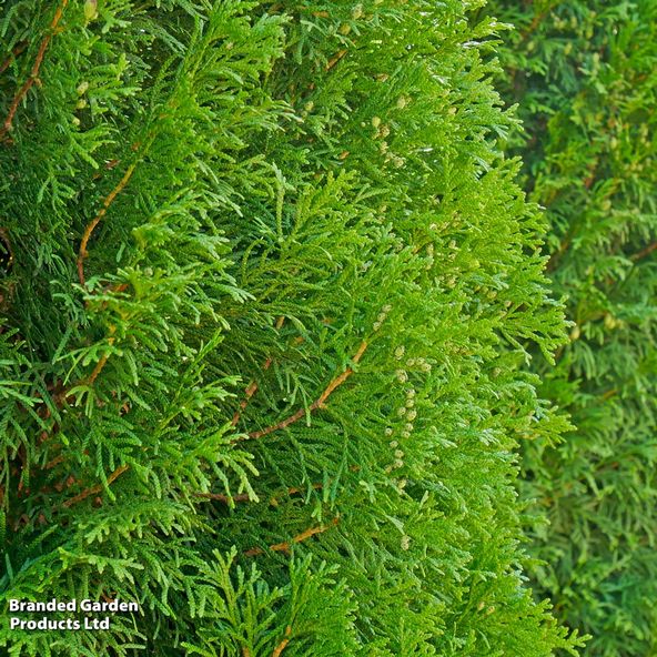 Thuja plicata 'Atrovirens'