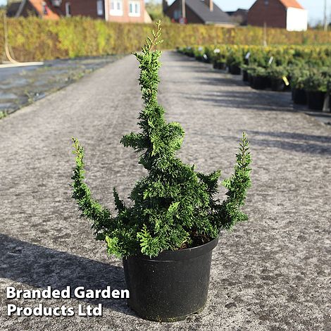 thuja hecke wiki Thuja plicata 'Excelsa' auf Stamm main image 0