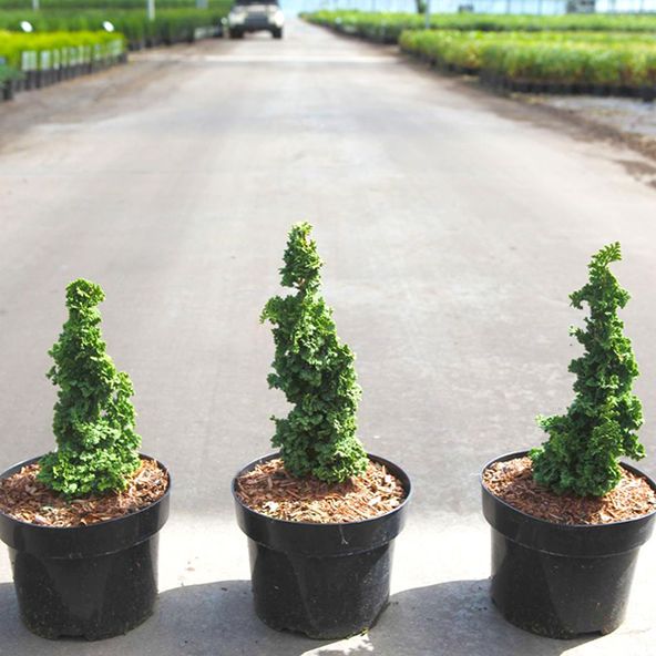 Thuja occidentalis Primo