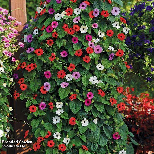Thunbergia Harmony Trio