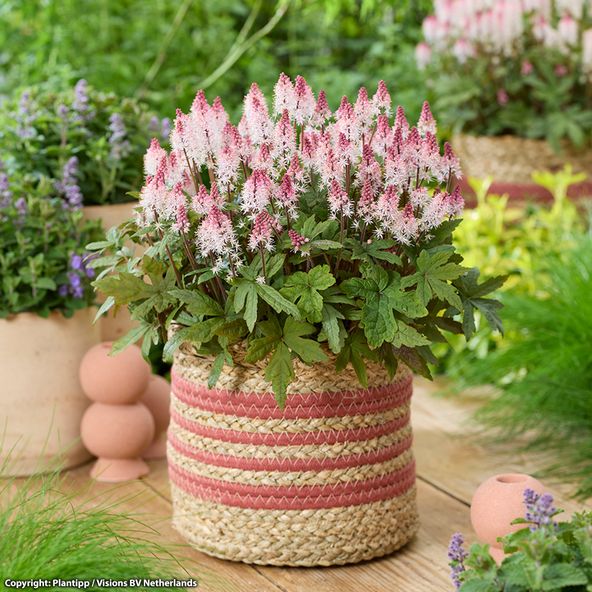 Tiarella Raspberry Sundae