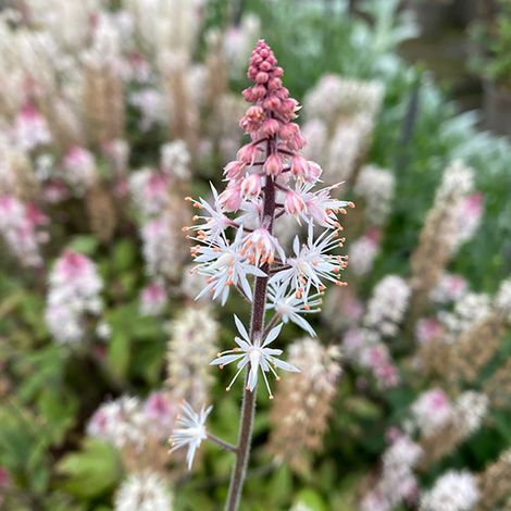 Tiarella Raspberry Sundae