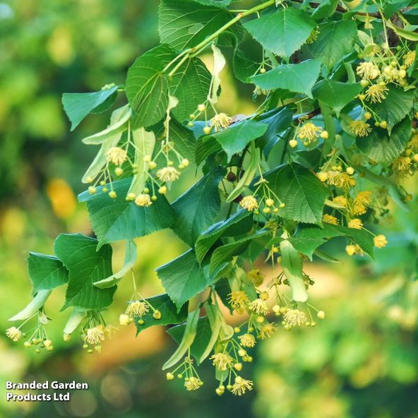 Tilia cordata (Hedging)