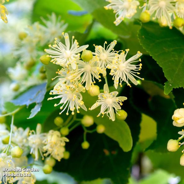 Tilia cordata 'Rancho'