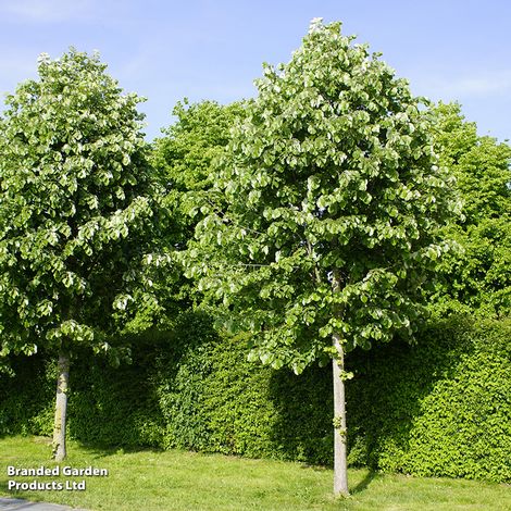 Tilia tomentosa (Mature Tree)