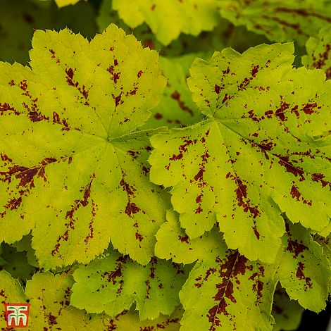 Heucherella Solar Power