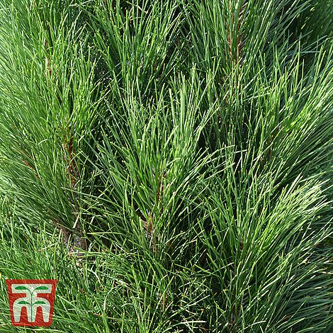 Pinus nigra Green Tower
