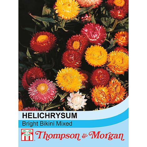 Helichrysum Seeds Bikini Mix 250 Strawflower Seeds