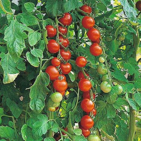 Как да се грижим за градинарите наслада доматени растения