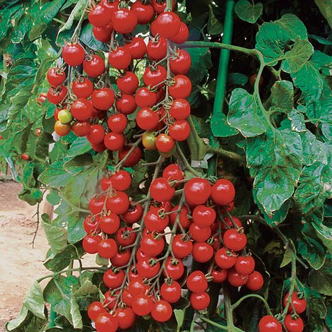 Shopvise Cherry Tomato Seed 10 per Confezione 