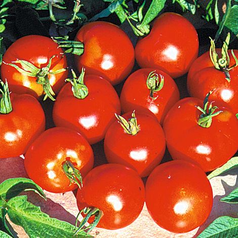 tomato thompson maja morgan stupice seeds lycopersicum solanum vegetables vegetable cherry packet var