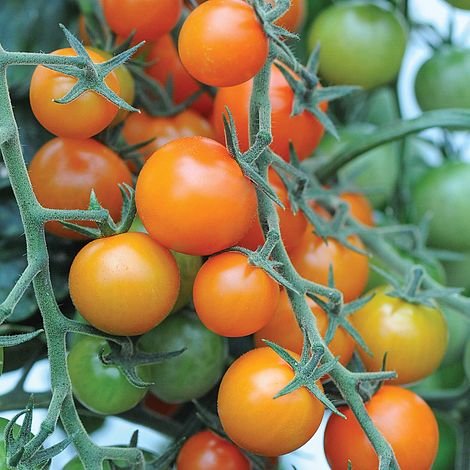 Vegetable Sungold F1-25 Seeds Large Tomato 