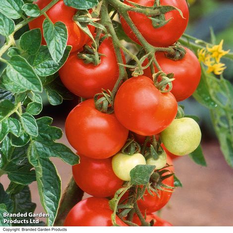 Tomato Alicante - Seeds