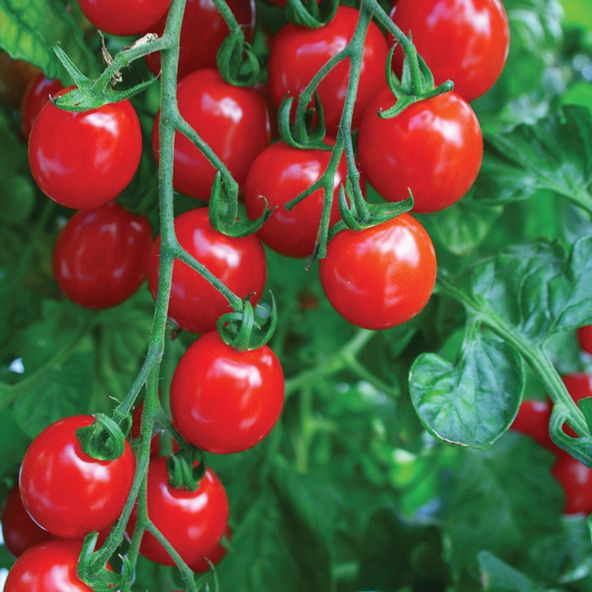 Tomato Apero F1 - AGM Collection Seeds