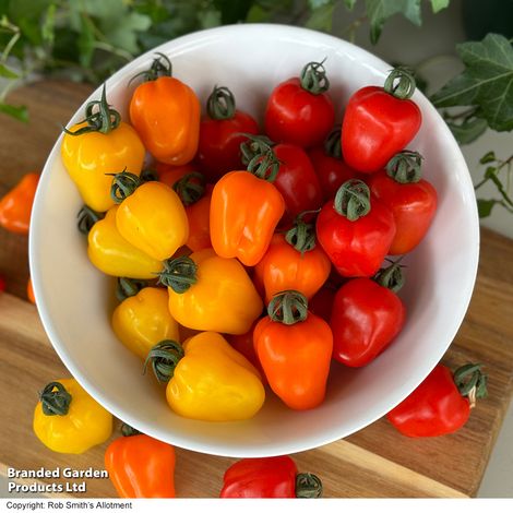 Tomato Appleberry Series F1 - Seeds