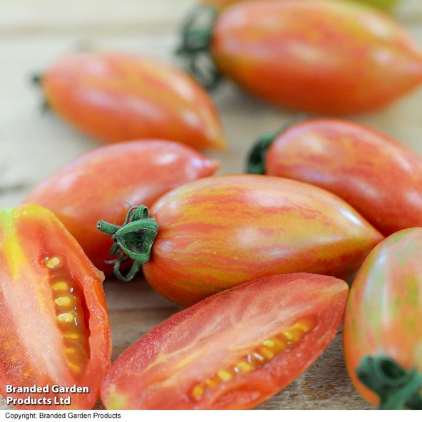 Tomato 'Blush Tiger' (Heirloom Plum)