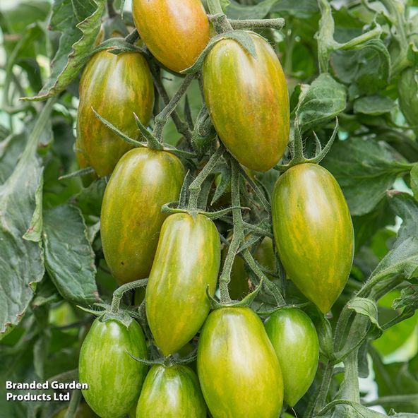Tomato 'Lucky Tiger' (Heirloom Cherry)