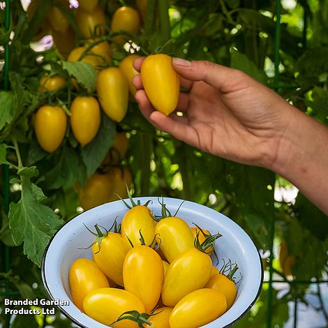 Tomato Bliss F1 - Seeds