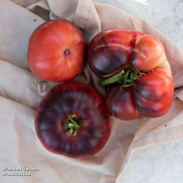 Tomato 'Blue Beauty' (Heirloom Beefsteak)