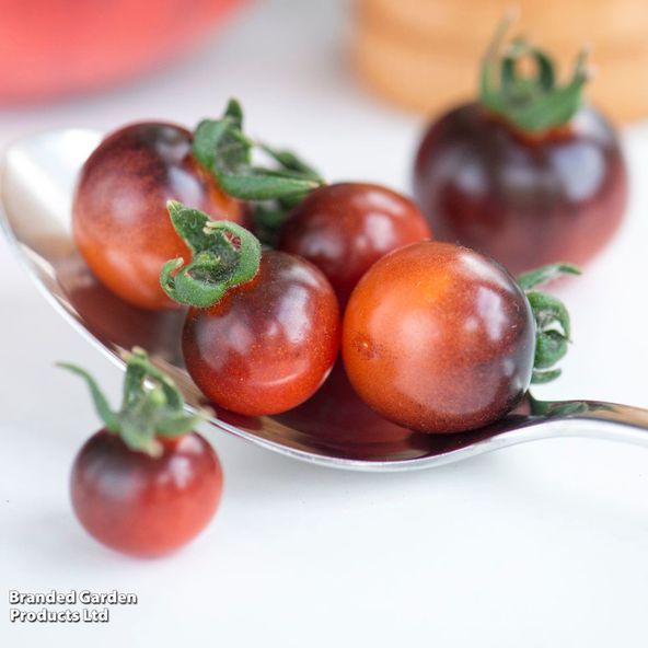 Tomato 'Blue Berries' (Heirloom Cherry)