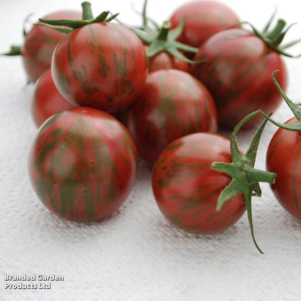 Tomato 'Purple Bumblebee' (Heirloom Cherry)