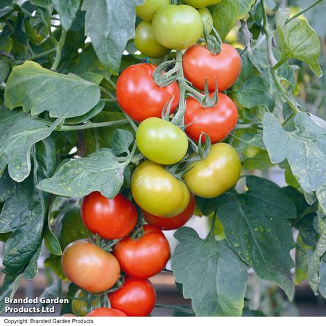 Tomato Crimson Crush (Grafted)