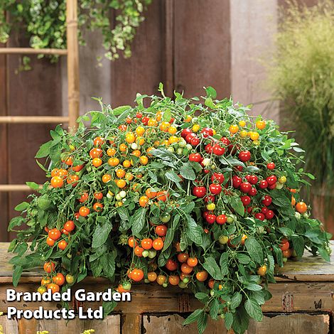 Tomato Rainbow Drops Orange