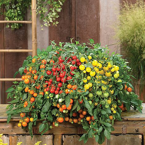 Tomato Rainbow Drops Collection