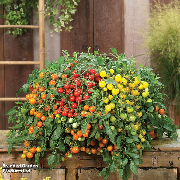 Tomato Rainbow Drops Yellow